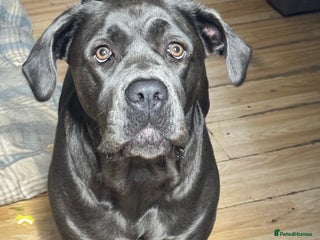 Mixed Breed dogs - Advert 1