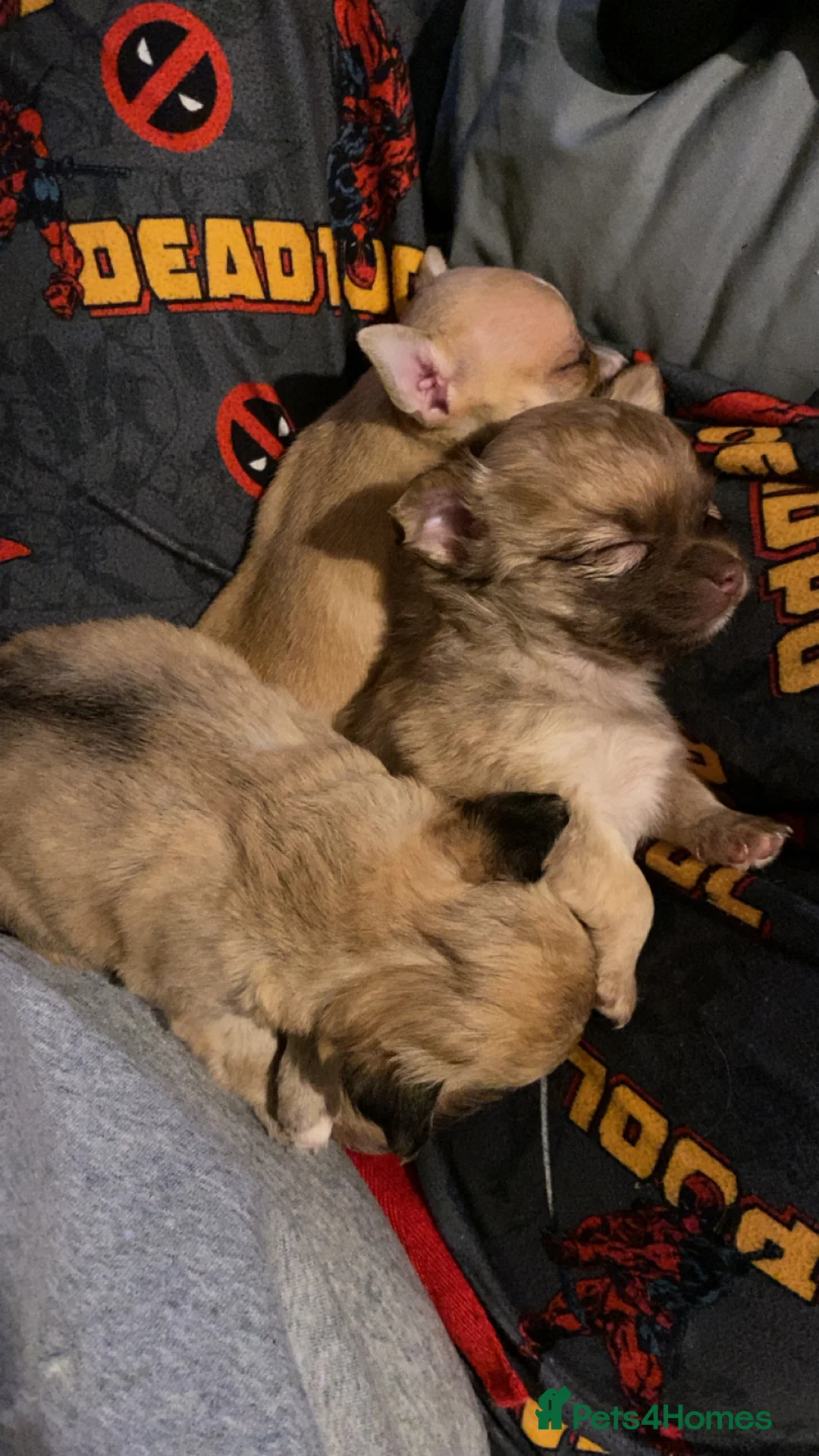 Chihuahua dogs for sale: Light Chocolate chihuahua puppy!  - Advert 2