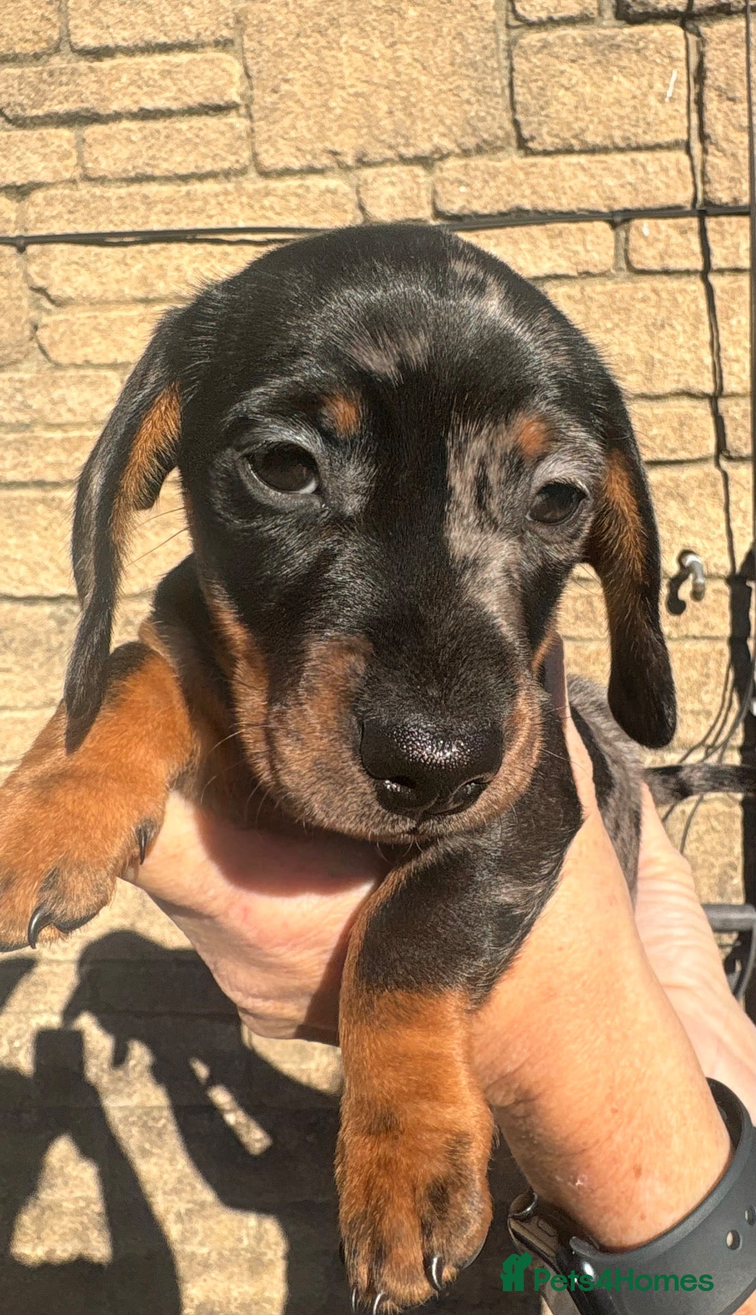 Miniature Dachshund dogs Looking for her forever home, ready now  - Advert 4