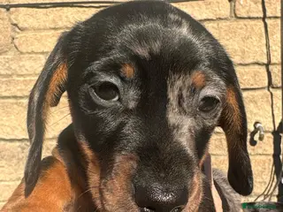 Miniature Dachshund dogs Looking for her forever home, ready now - Advert 4