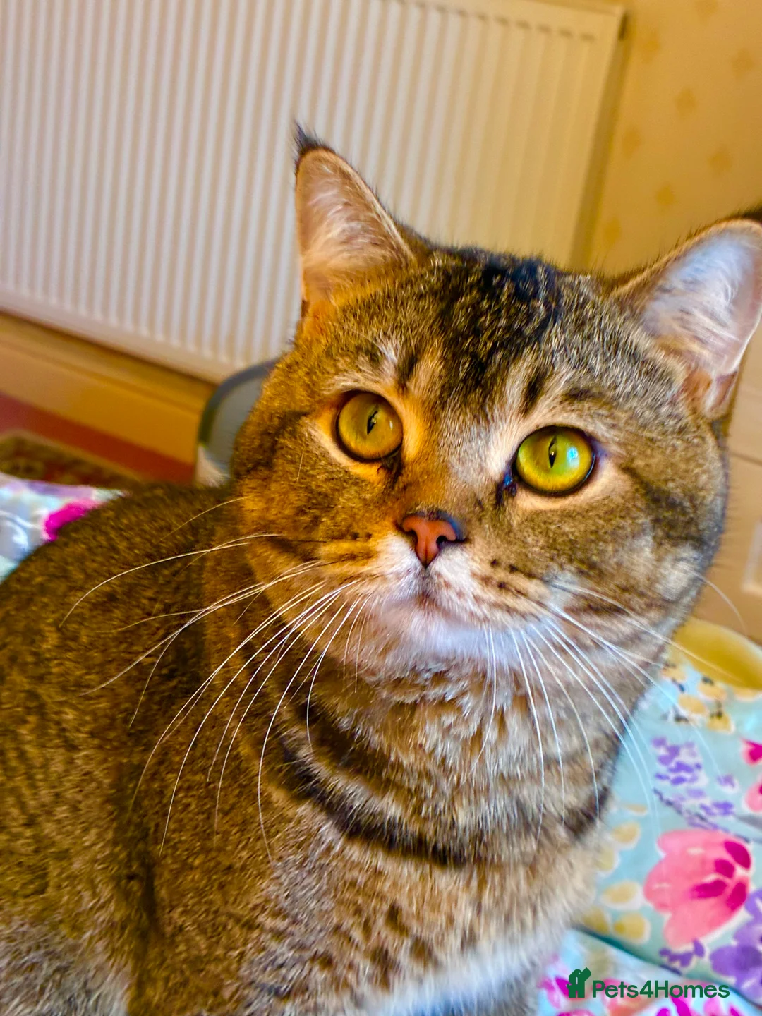 Scottish Fold cats for stud: Scottish Fold Black Gold for Stud - Advert 10