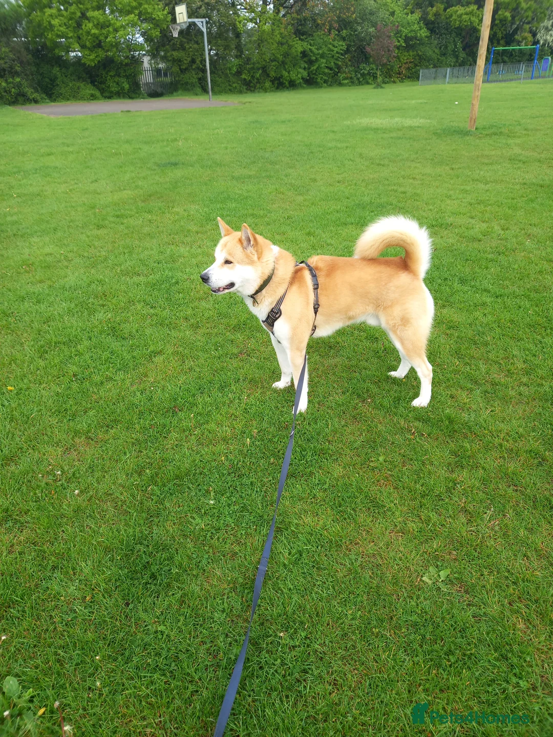 Akita dogs for stud: Apollo  - Advert 1