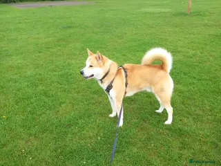 Akita dogs Apollo - Advert 1