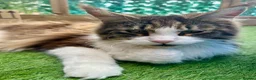 Maine Coon cats for sale: Retired Queens Looking For Comfy Laps!! - Advert 3
