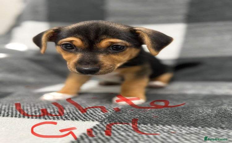 Jack Russell dogs - Advert 4