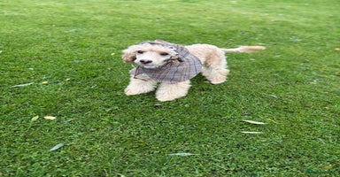Toy Poodle dogs - Advert 11