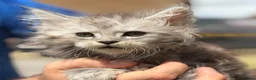 Maine Coon cats for sale: TICA active reg mainecoon kittens - Advert 12