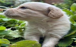 Mixed Breed dogs for sale: Naturally reared pups - Image 13