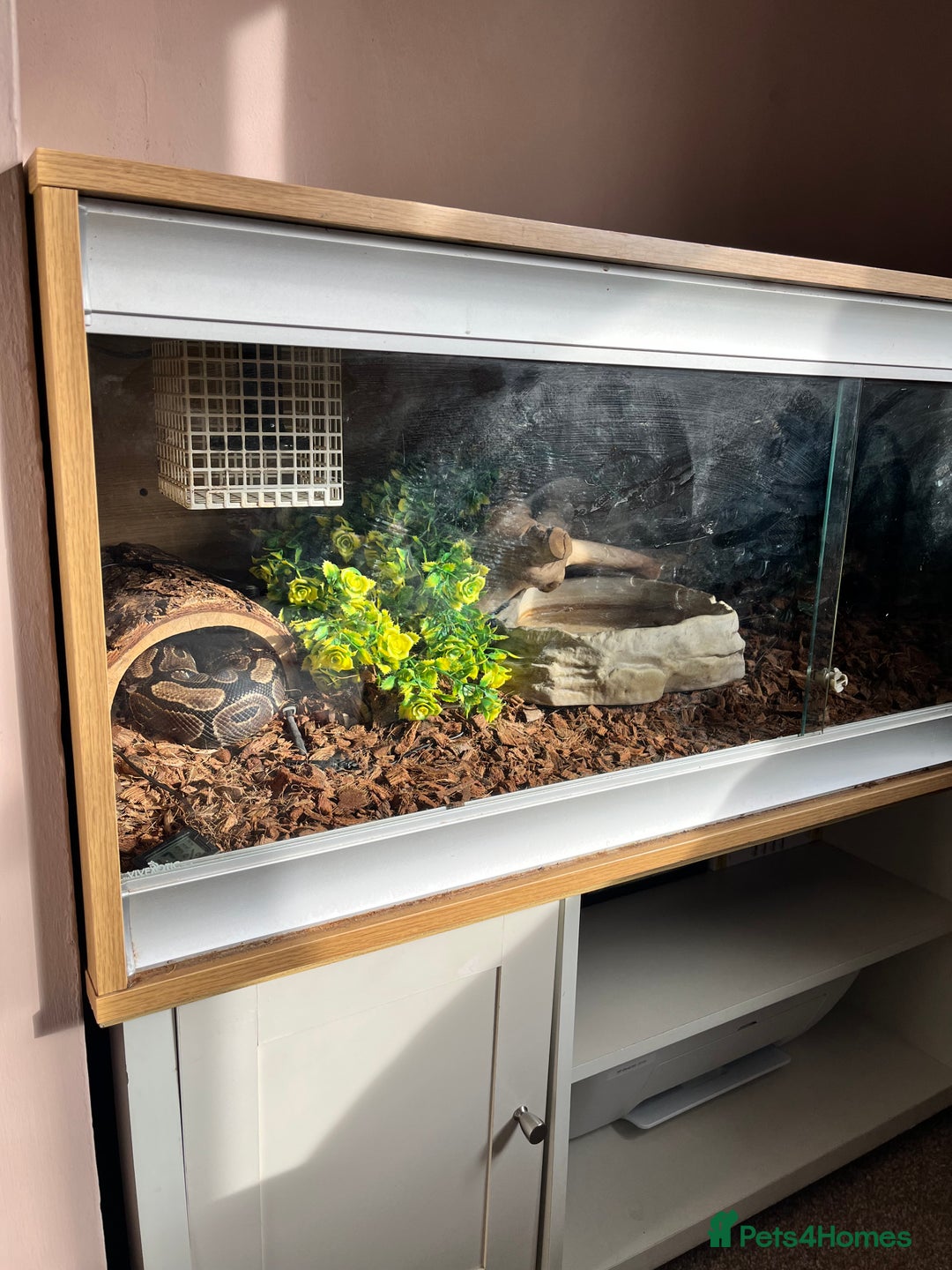 Python Snake reptiles for sale: Male adult, chocolate ball python - Image 1