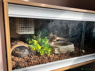 Python Snake reptiles - Advert 16