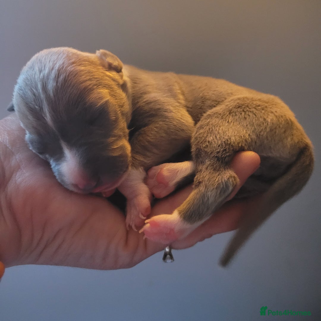 Italian Greyhound dogs for sale: Adorable Italian Greyhound girls - Image 7