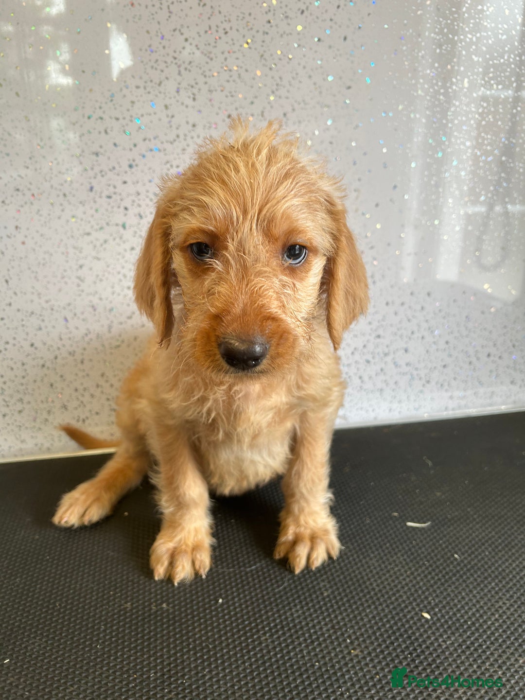 Mixed Breed dogs for sale: Stunning vizapoo puppies  - Image 10