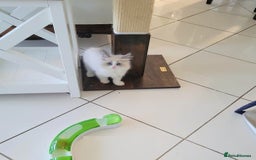 Ragdoll cats for sale: Nicest top reg Ragdoll kittens up for sale - Image 6