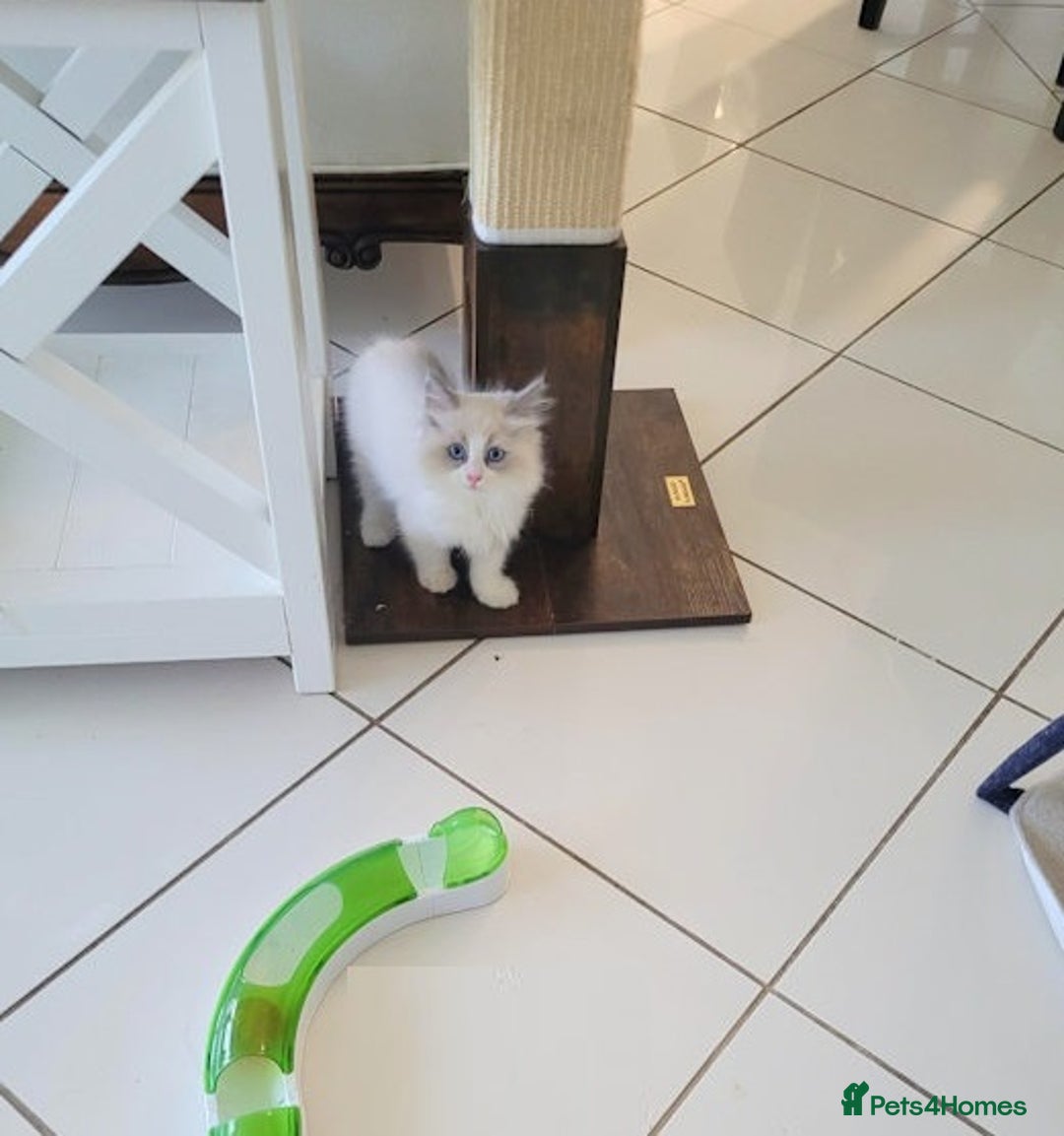 Ragdoll cats for sale: Nicest top reg Ragdoll kittens up for sale - Image 6