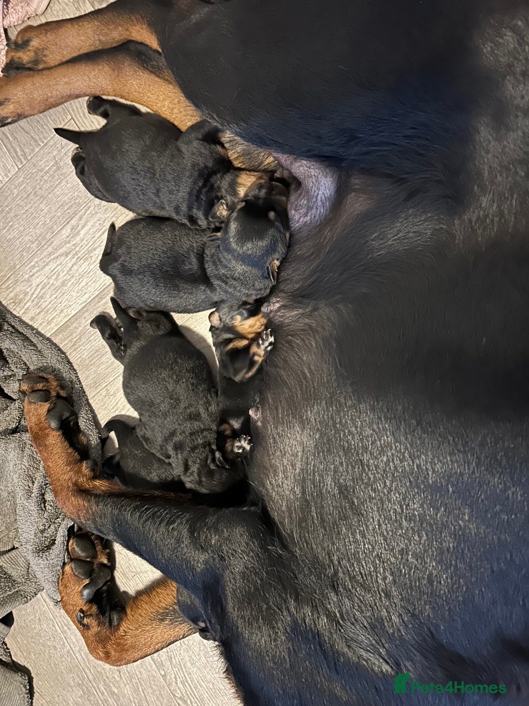 Rottweiler dogs for sale: Rottweiler puppies - Image 9