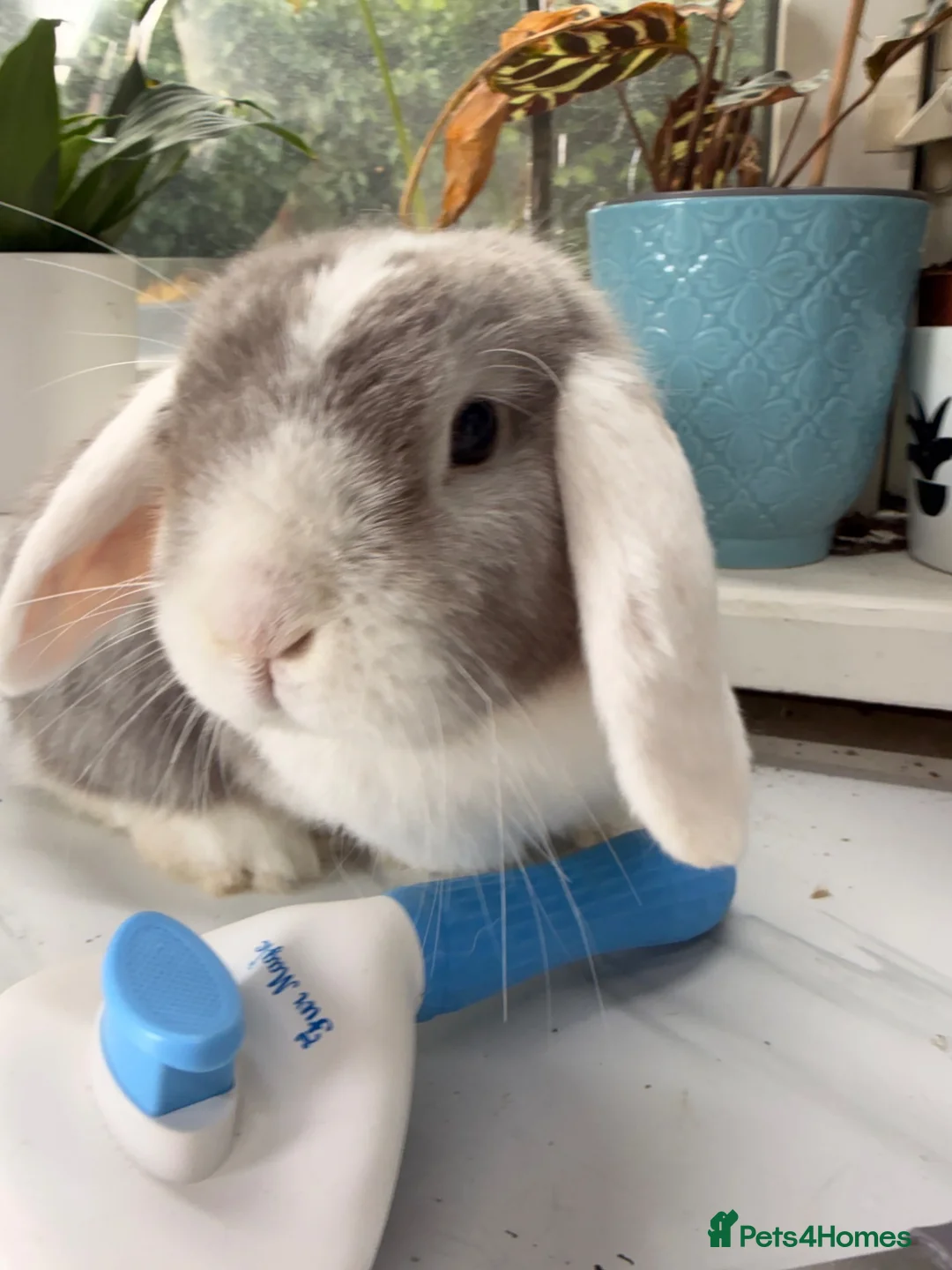 Mini Lop rabbits for sale: 2 rabbits  in Hook - Advert 3