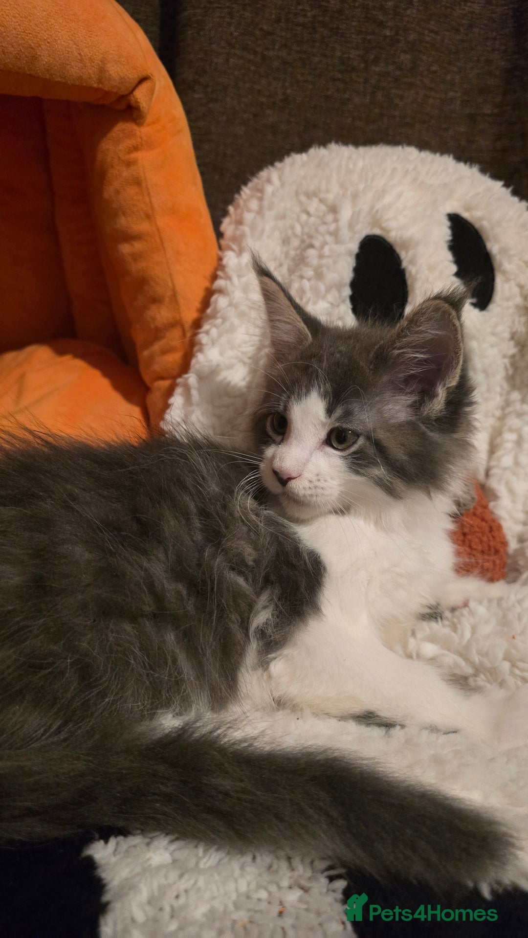 Maine Coon cats for sale: *Reduced for last boy*  - Image 6
