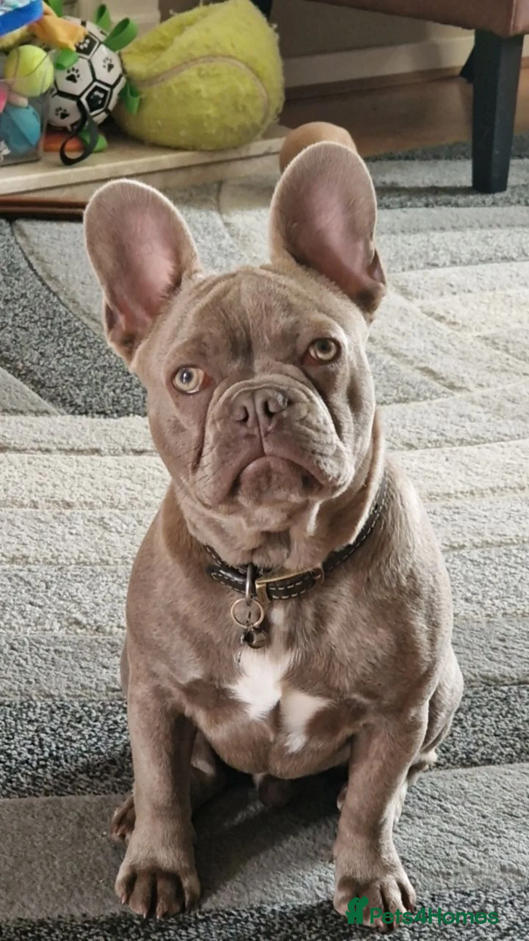 French Bulldog dogs for sale: 6 month old frenchie isabella blue  - Advert 1