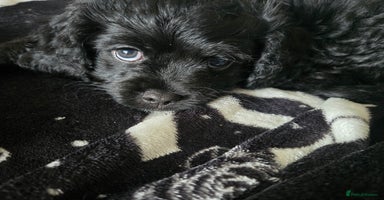 Cavapoo dogs - Advert 7