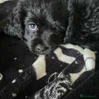 Cavapoo dogs - Advert 7