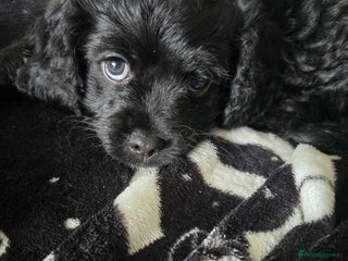 Cavapoo dogs - Advert 18