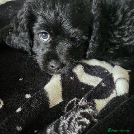 Cavapoo dogs - Advert 12