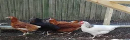Chickens poultry for sale: Point of Lay Chickens for sale in Longfield - Advert 3