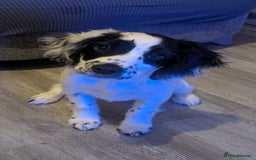 Sprocker dogs for sale: Female  - Image 2