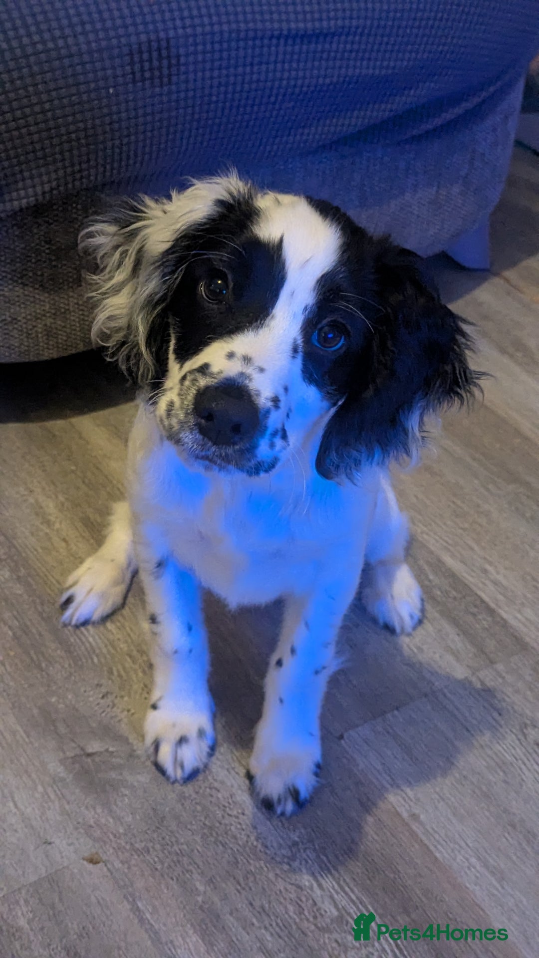 Sprocker dogs for sale: Female  - Image 2