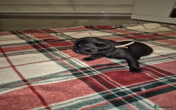 Pug dogs for sale: Pug puppies 🐶  - Image 10