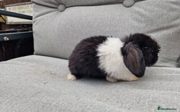 Mini Lop rabbits for sale: Mini lop babies  - Image 9