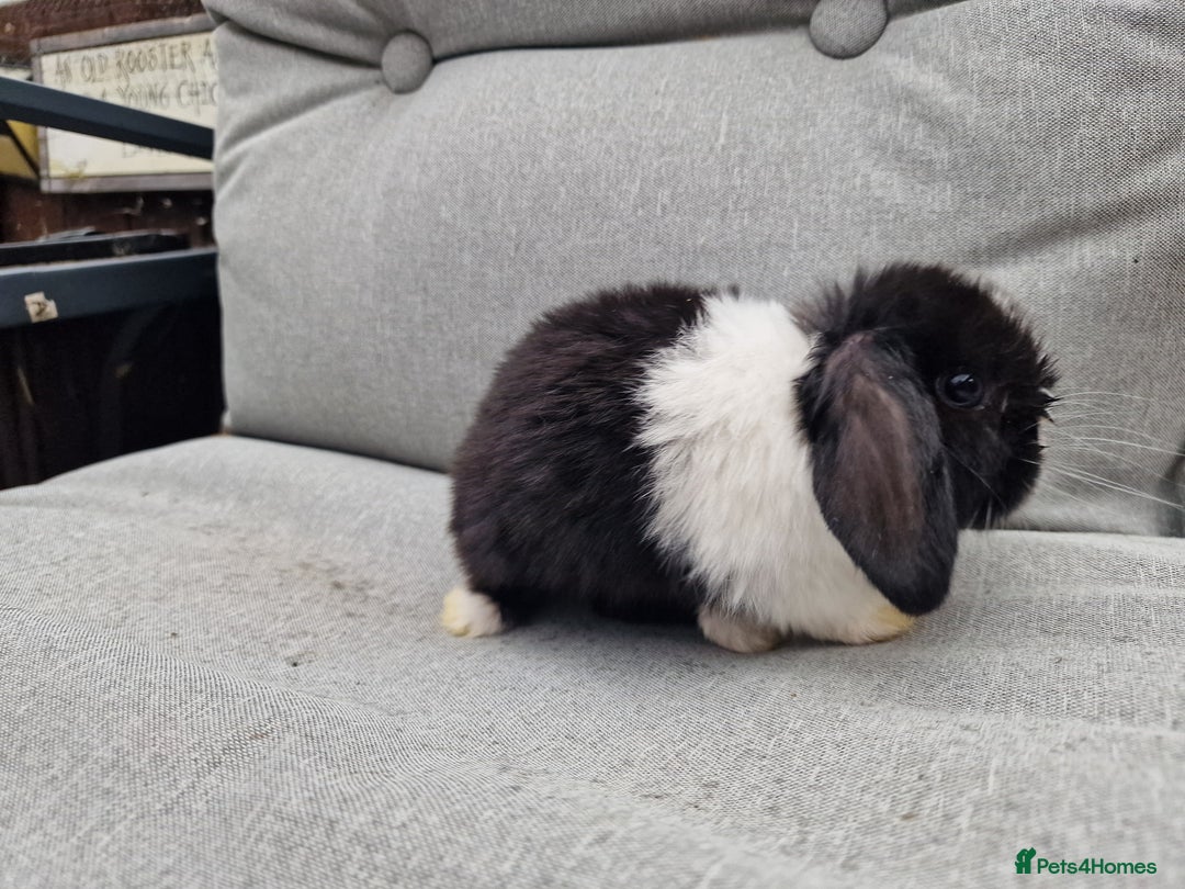 Mini Lop rabbits for sale: Mini lop babies  - Image 9