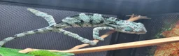 Chameleon reptiles for sale: Baby panther chameleons.  - Advert 4
