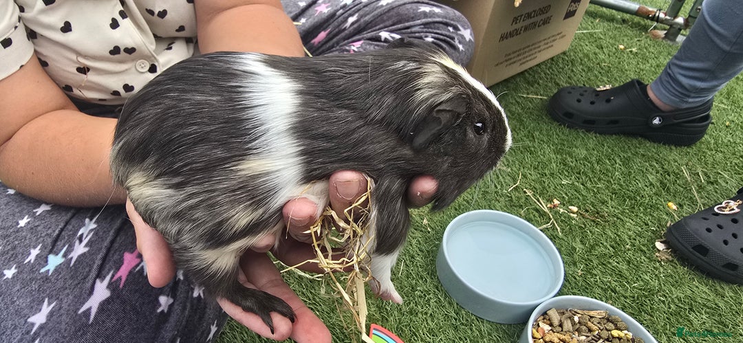 Guinea Pig rodents for sale: Male guinea pigs  - Advert 11