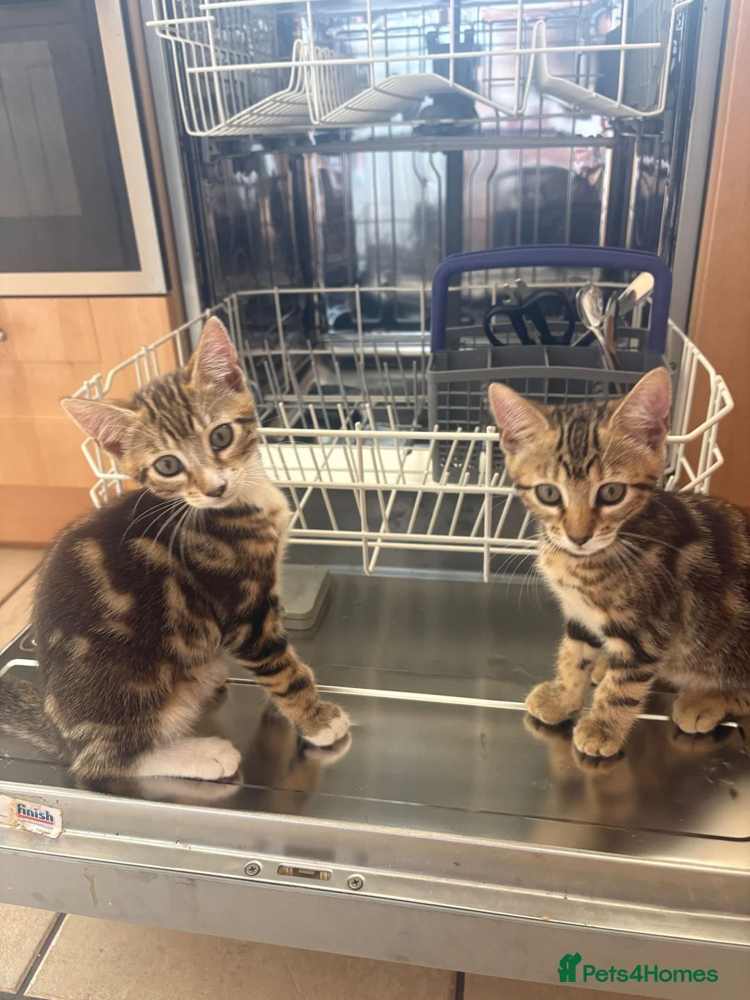 Mixed Breed cats for sale: Bengal cross Kittens – One Male & One Female - Advert 2