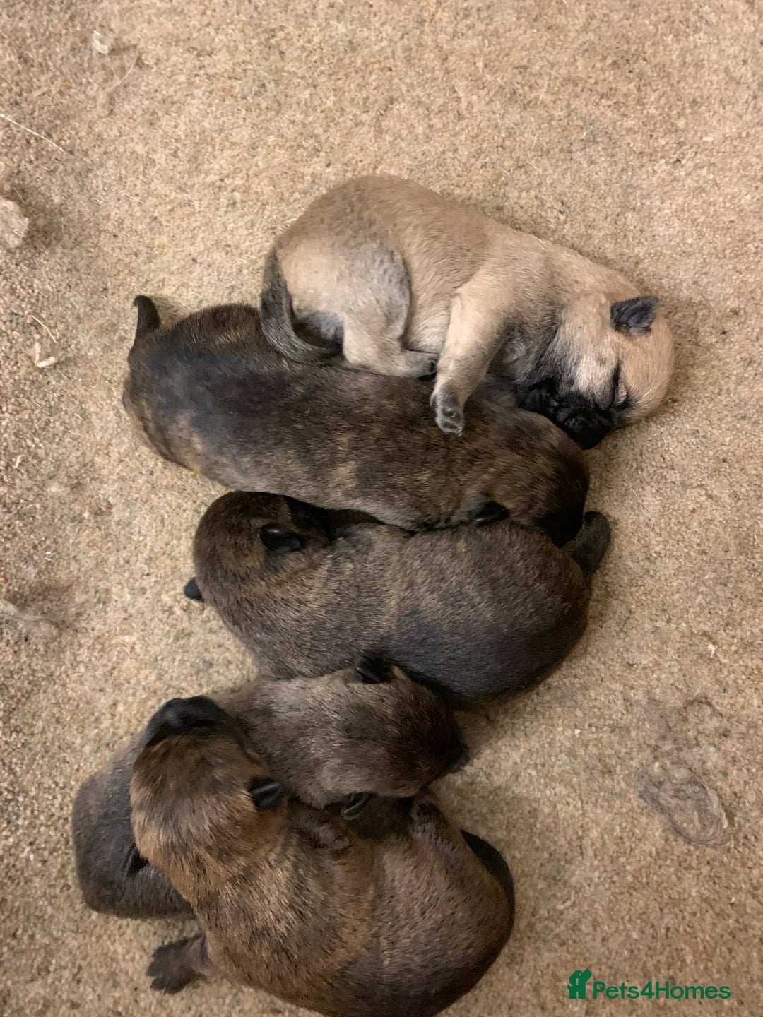 Cairn Terrier dogs for sale: Pure Bred Cairn Terrier puppies  - Advert 2