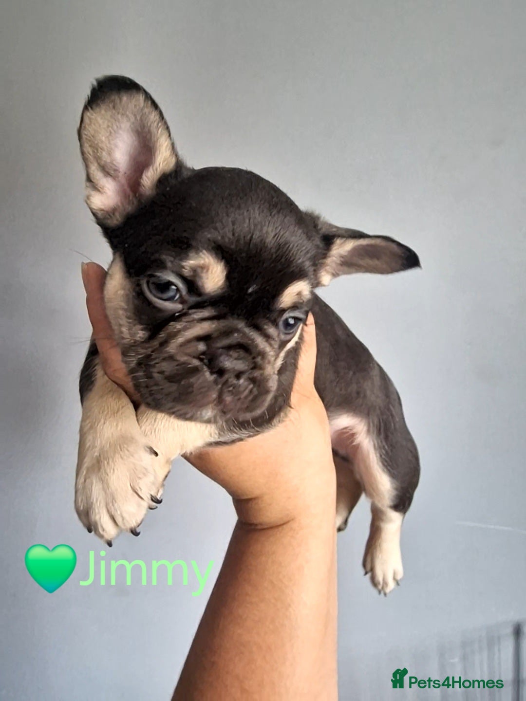 French Bulldog dogs for sale: Fluffy french bulldog puppies - Image 4