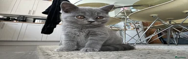 British Shorthair 2