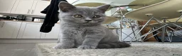 British Shorthair cats for sale: British Shorthair Kittens  - Advert 2