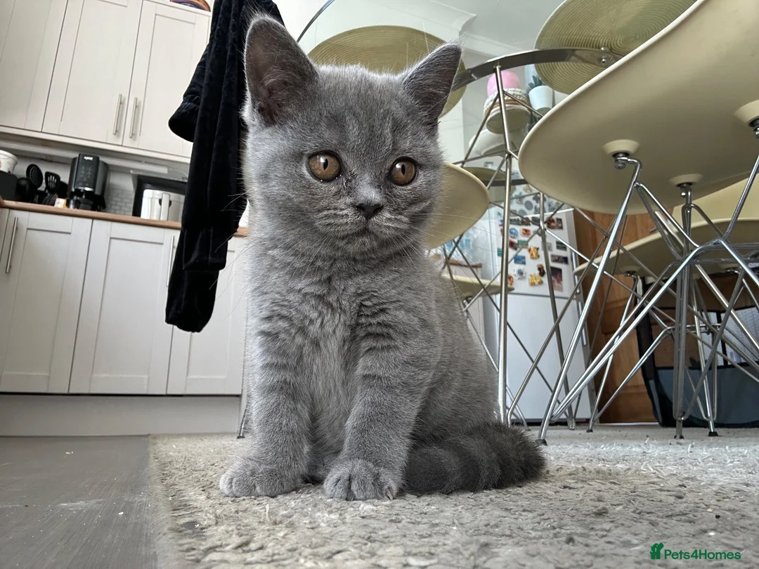 British Shorthair cats for sale: British Shorthair Kittens  - Advert 2