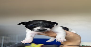 Jack Russell dogs - Advert 13