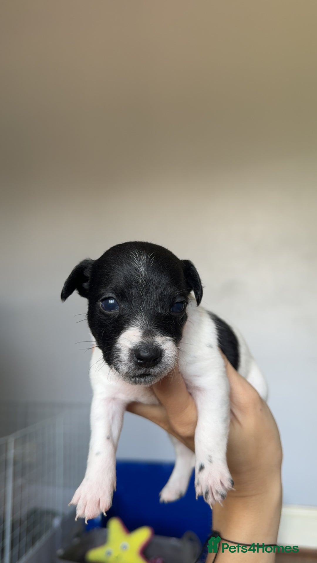 Jack Russell dogs for sale: Jack russell pups - Image 3