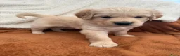 Golden Retriever dogs for sale: KC Registered Golden Retriever Puppies  in Tenterden - Advert 7