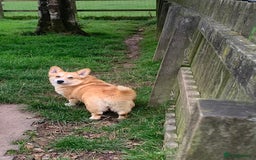 Welsh Corgi Pembroke dogs for sale: adult corgi bitch - Image 2