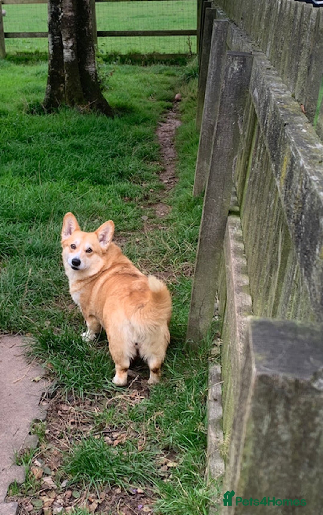 Welsh Corgi Pembroke dogs for sale: adult corgi bitch - Image 2