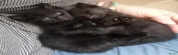 Mixed Breed cats for sale: 2 gorgeous hand reared orphan kittens in Radstock - Advert 7