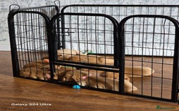Labrador Retriever dogs for sale: KC REG Lab puppys x 2/11 ready to take home - Image 38
