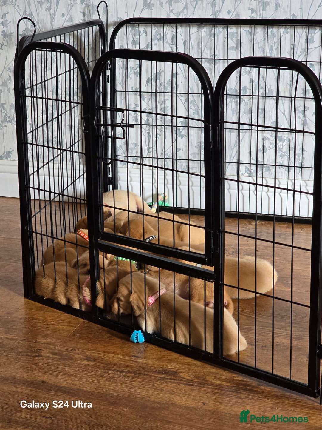 Labrador Retriever dogs for sale: KC REG Lab puppys x 2/11 ready to take home - Image 38