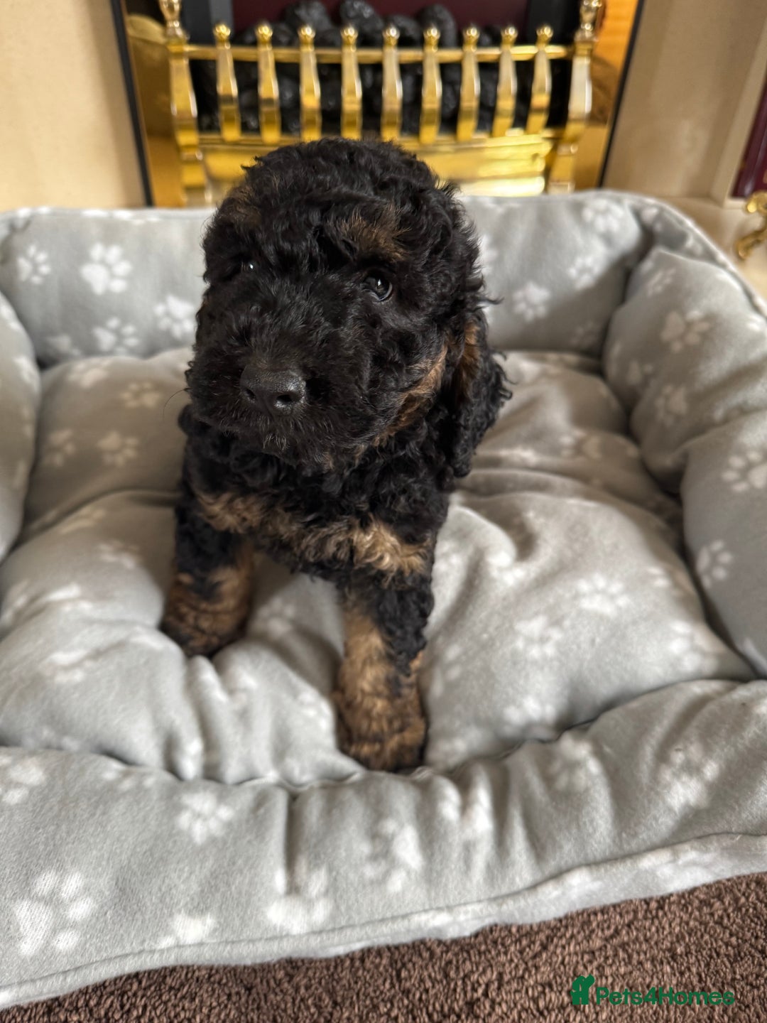 Cockapoo dogs for sale: F1 toy Cockapoo  - Image 1