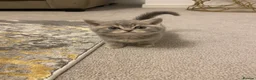 British Shorthair cats for sale: British shorthairs kittens  - Advert 5
